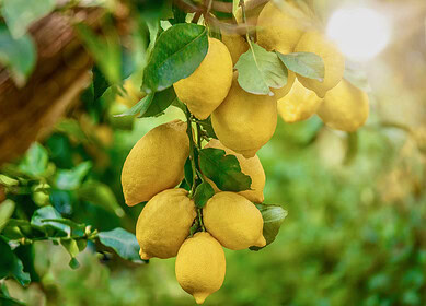 Optimal fertilization strategies for lemon trees