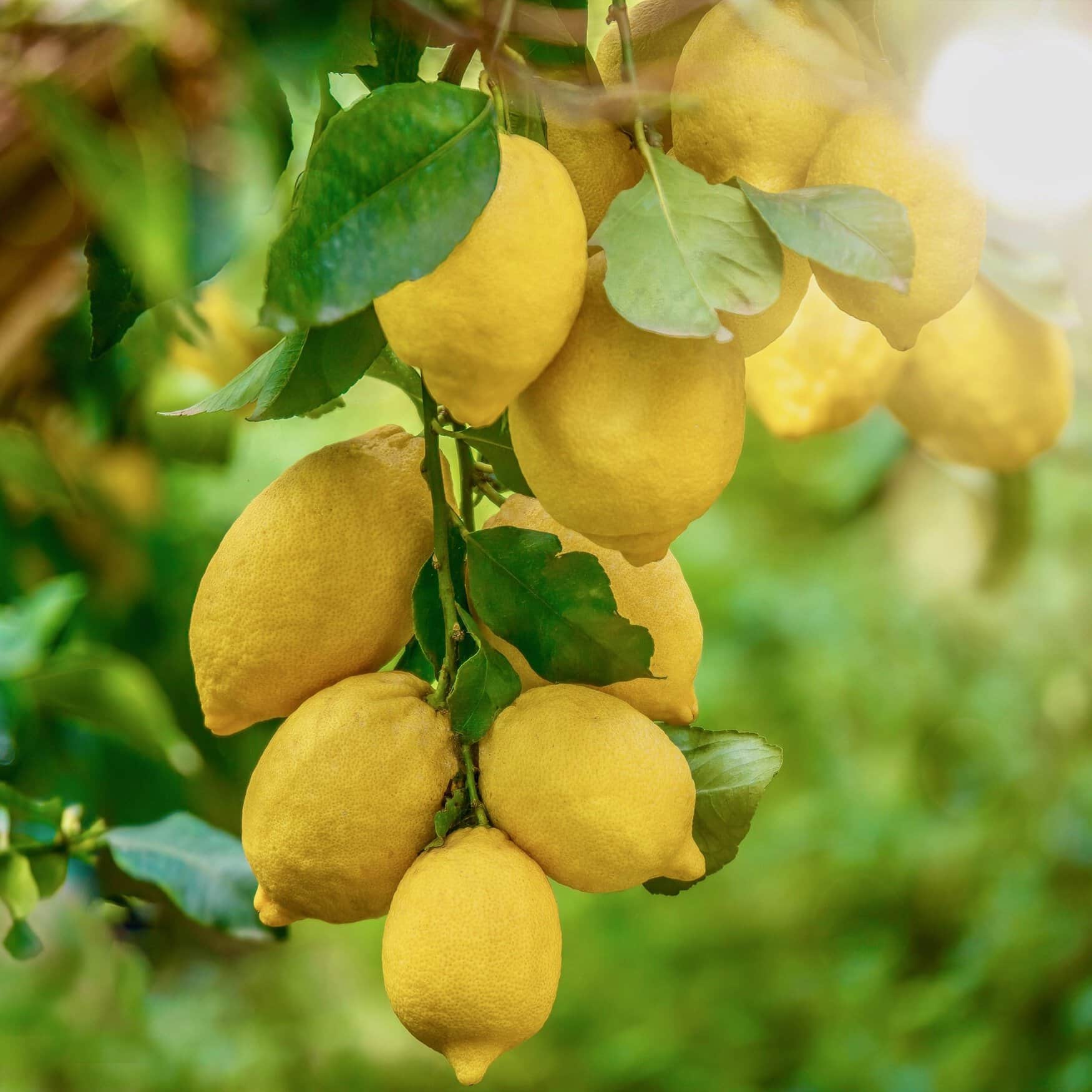 Optimal fertilization strategies for lemon trees
