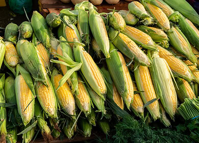 USDA demonstrates impact of fertilizer prices on corn production costs