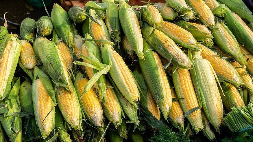USDA demonstrates impact of fertilizer prices on corn production costs