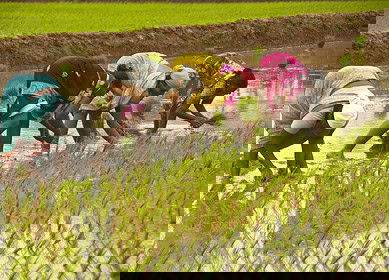 Natural farming could save India from climate challenges