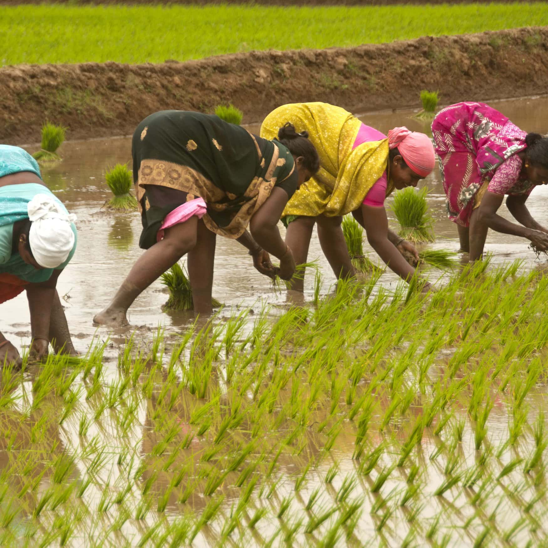 Natural farming could save India from climate challenges