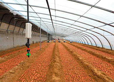 Reliable electricity supply supports farming industry in Gansu