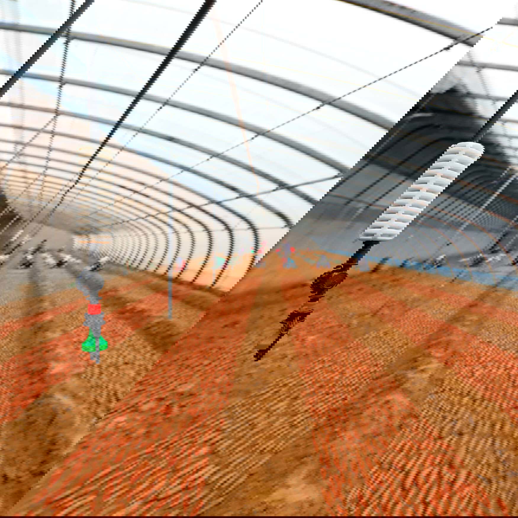 Reliable electricity supply supports farming industry in Gansu