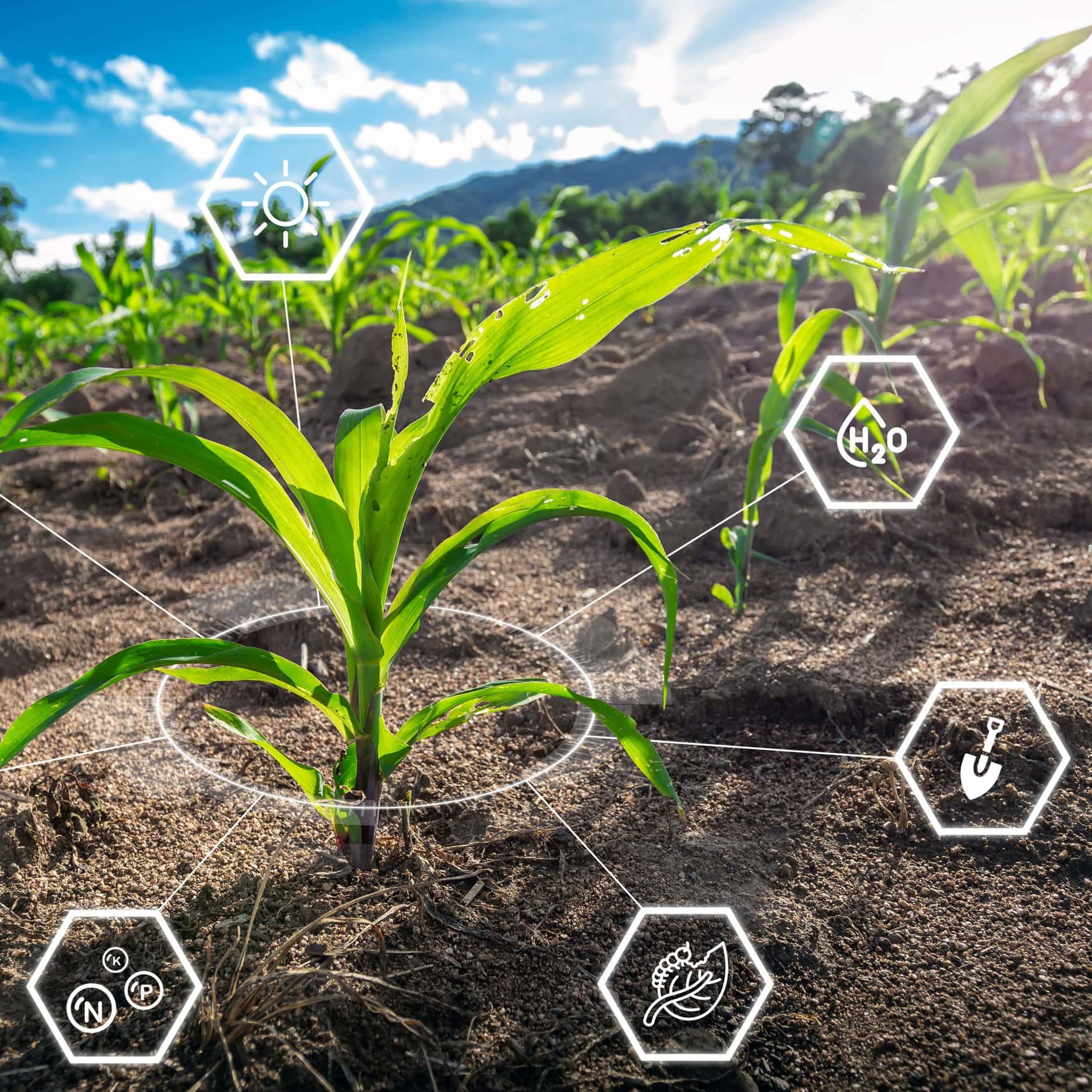 Precision agriculture helps to reduce nitrogen levels and protects the environment