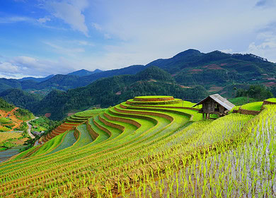 Innovative farming techniques reduce methane emissions in Vietnam