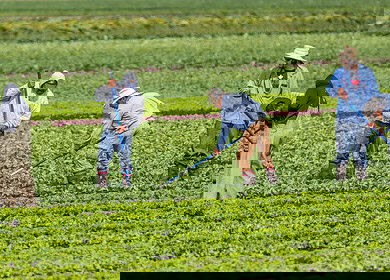 Seso disrupts farm workforces with advanced HR solutions