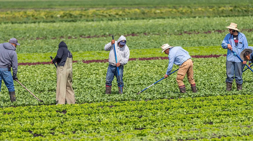 Seso disrupts farm workforces with advanced HR solutions