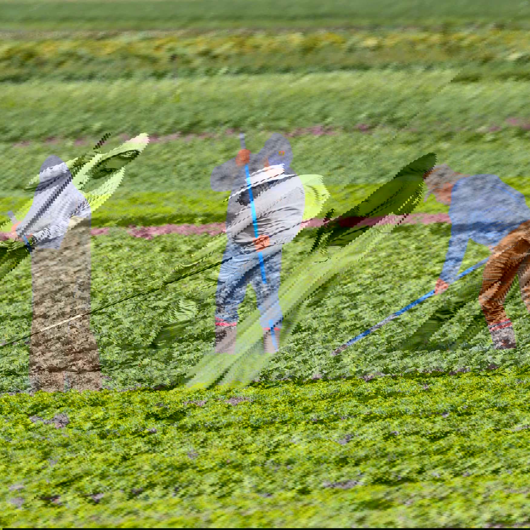 Seso disrupts farm workforces with advanced HR solutions