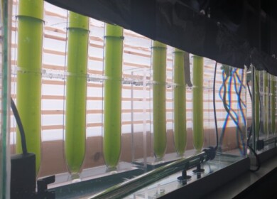 Insect frass could be a viable fertilizer for microalgae protein production