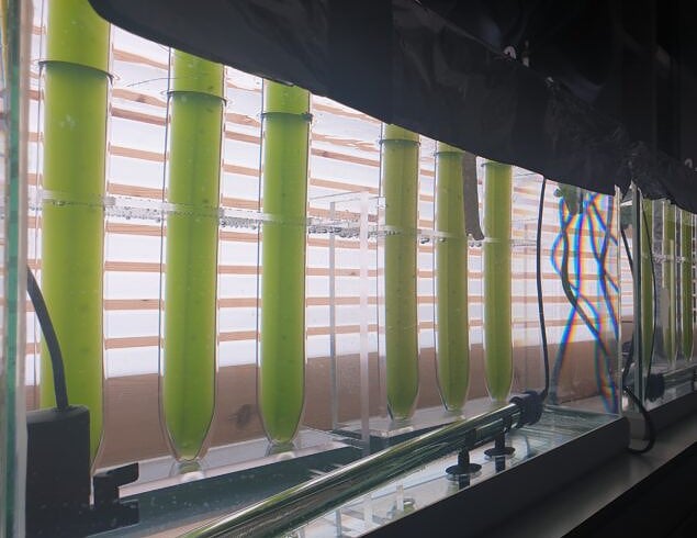 Insect frass could be a viable fertilizer for microalgae protein production