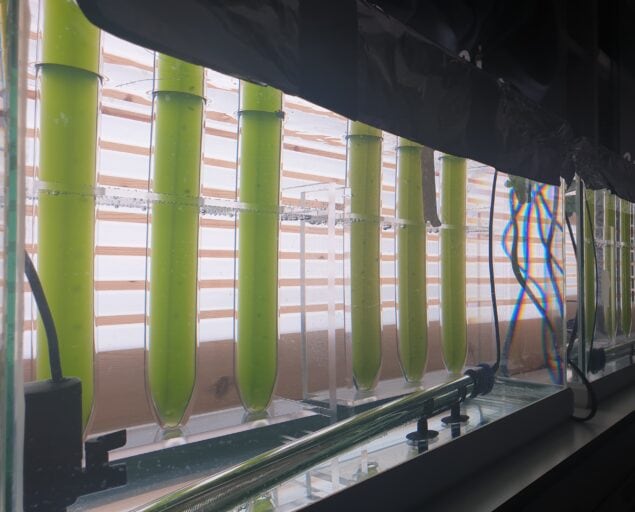 Insect frass could be a viable fertilizer for microalgae protein production