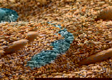 India’s wheat reserves hit 16-year low following two years of poor harvests — Reuters