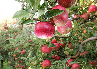 Strategic irrigation and fertilizer use key to boosting apple’s yield — research