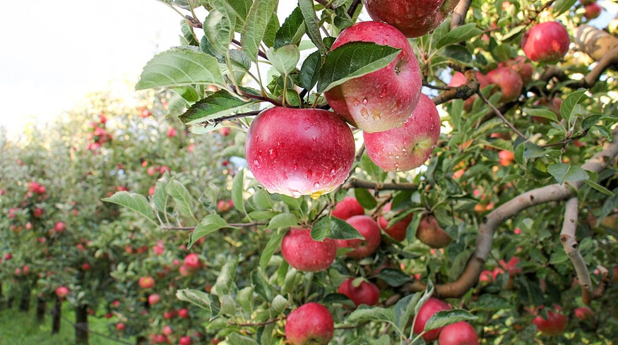 Strategic irrigation and fertilizer use key to boosting apple’s yield — research