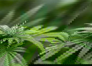 N2OFF secures regulatory approval to enter California’s hemp market