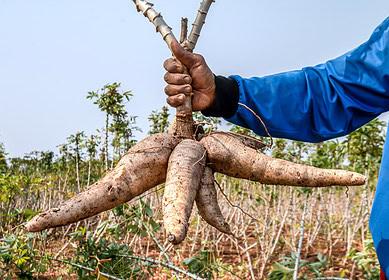 Cassava root: from ancient poison to modern promise