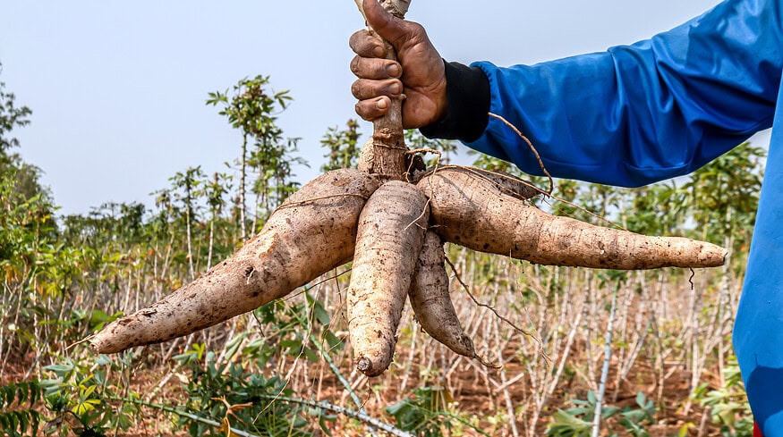 Cassava root: from ancient poison to modern promise