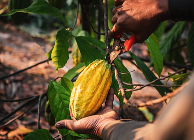 Cocoa prices rebound amid concerns over recent excessive losses