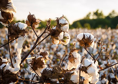 US EPA approves FMC’s herbicide for use in cotton farming