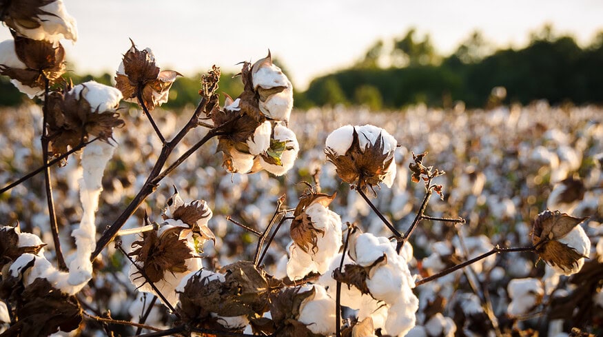 US EPA approves FMC’s herbicide for use in cotton farming