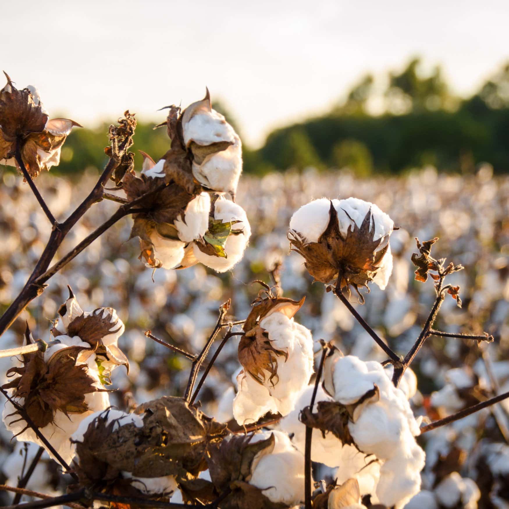 US EPA approves FMC’s herbicide for use in cotton farming