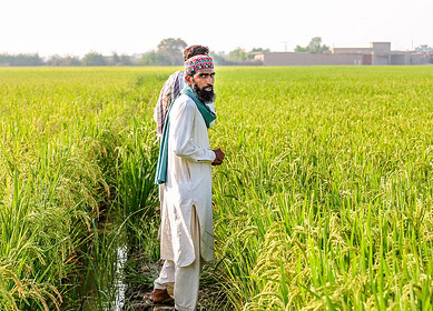 Pakistan’s minister mandates ensured supply of urea and DAP fertilizers for Kharif Season
