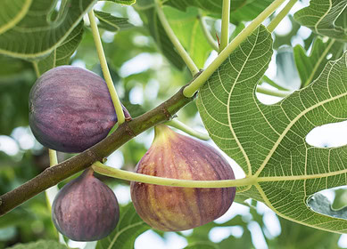 Marolda Farms expands into organic fig production