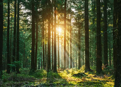 The importance of seed size in planting mixes for wildlife management