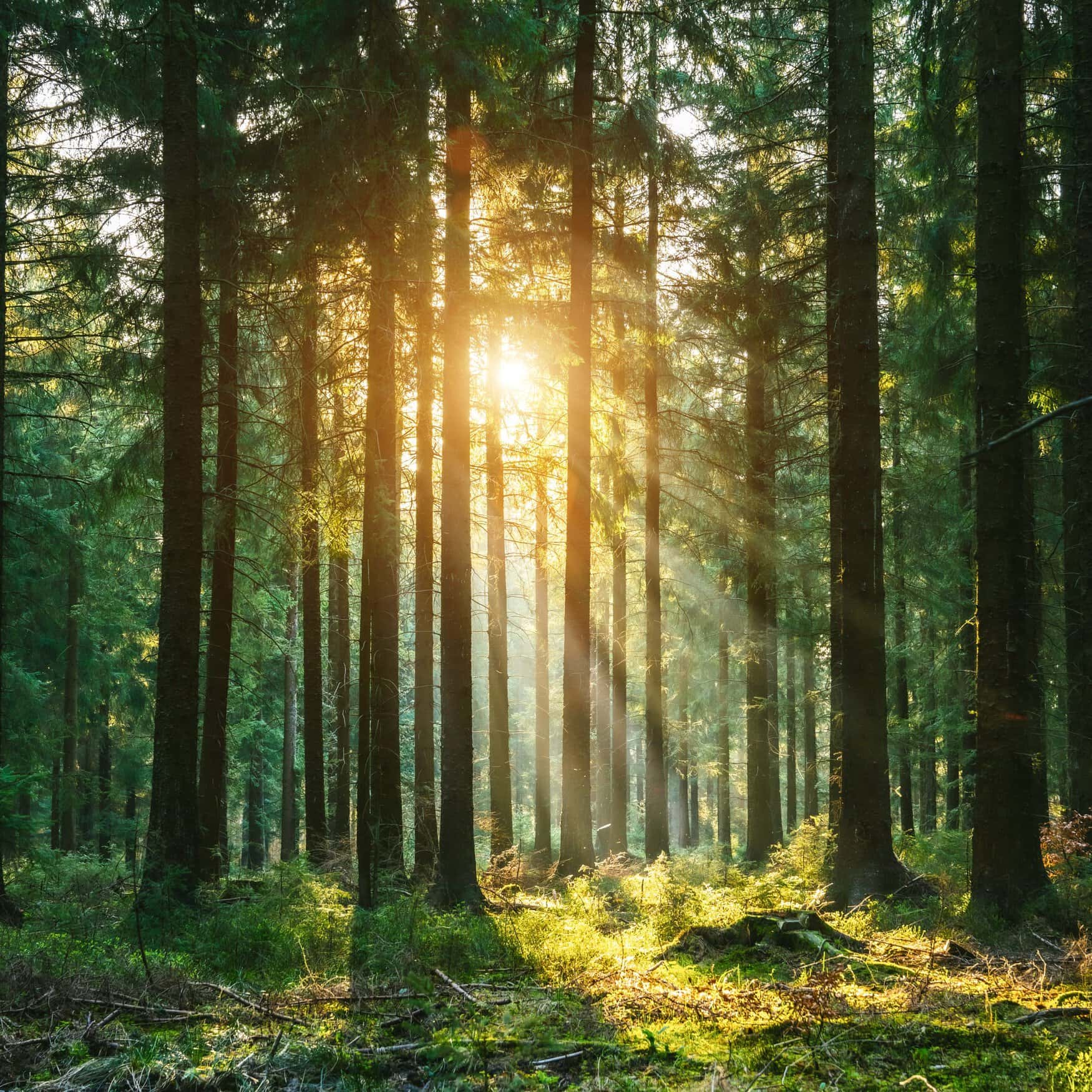 The importance of seed size in planting mixes for wildlife management