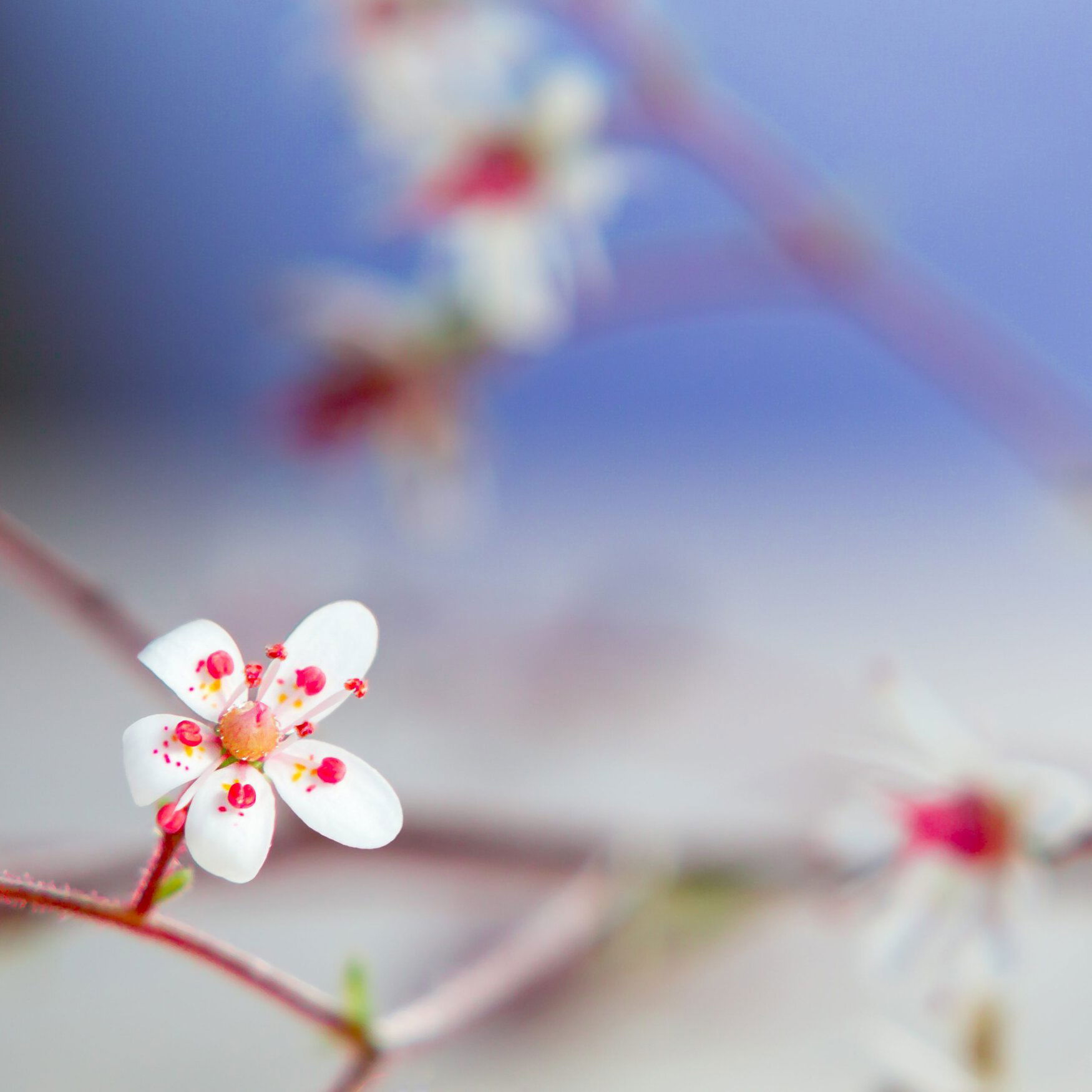 Once-extinct rosy saxifrage plant reintroduced to wild in secret UK location
