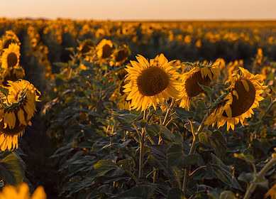 Canada announces major funding of $8.1mn for crop diversification research