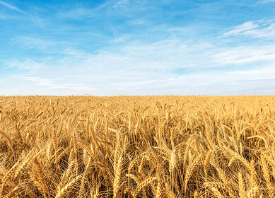 China approves its first gene-edited wheat to enhance crop production — Reuters
