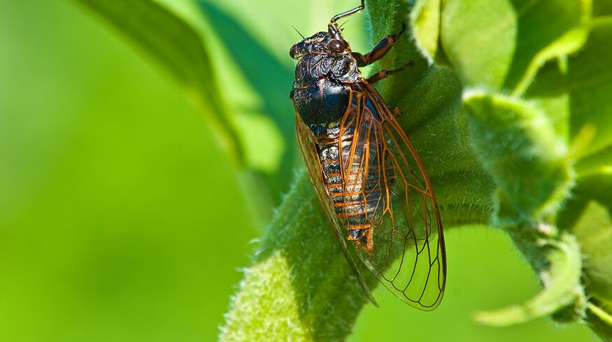Illinois hit by historic cicada wave