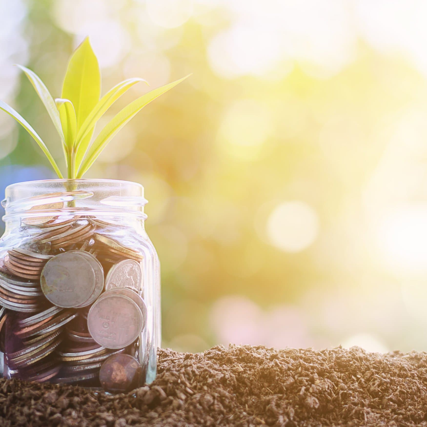 GreenCrypto Corporation introduces AvocadoCoin to drive sustainable farming