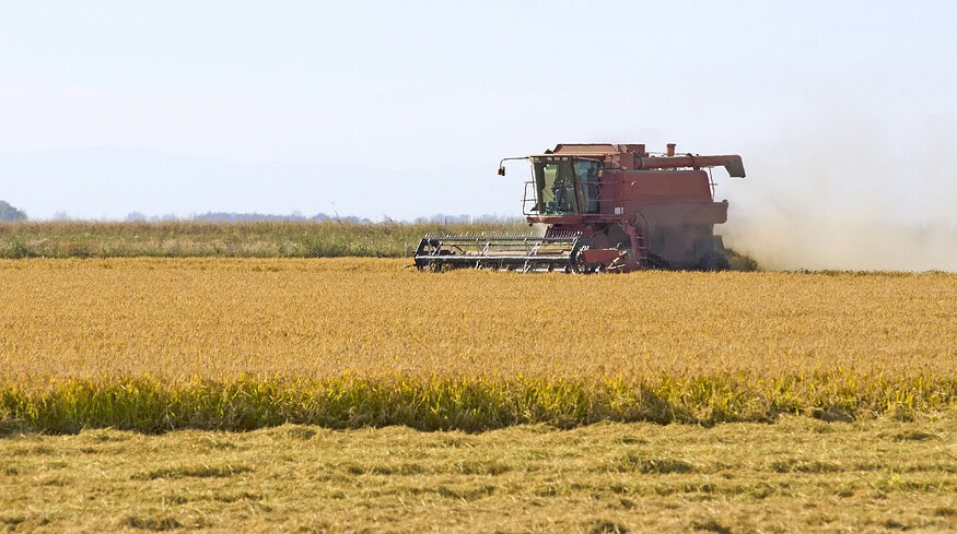 Nutrien backs sustainable rice agriculture with $1mn commitment