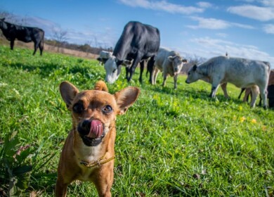 USDA launches nationwide conservation survey