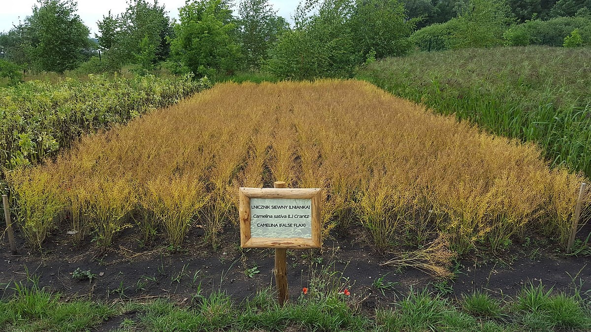 Cargill and University of Minnesota team up for groundbreaking winter camelina and pennycress research