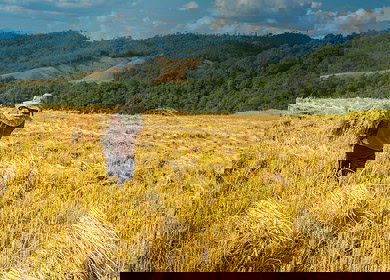 Philippine agriculture improves through innovation and modernization