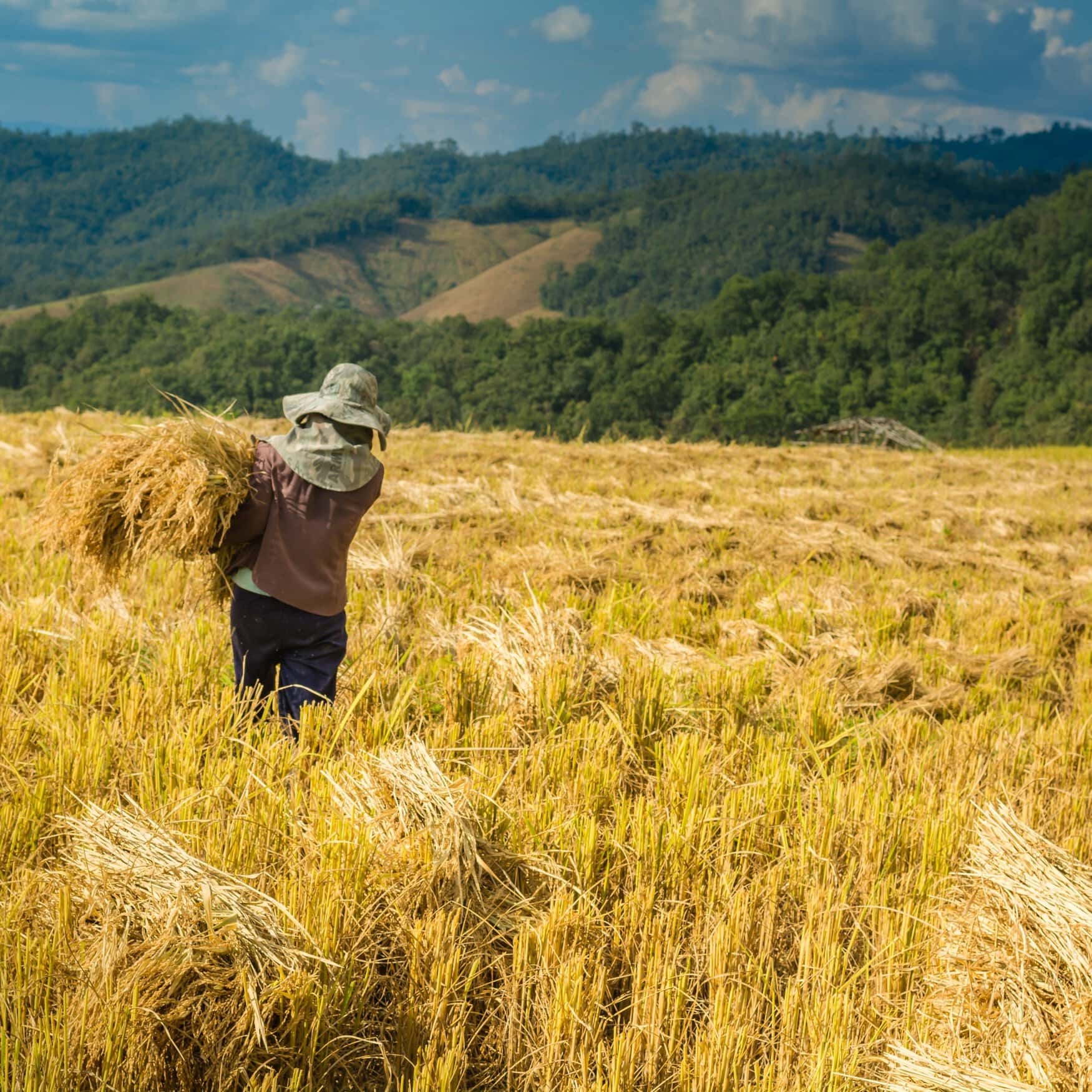 Philippine agriculture improves through innovation and modernization