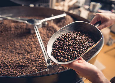 Florida researchers explore Robusta as a climate-smart alternative to Arabica