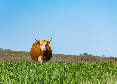 CF Industries and Poet to test low-carbon ammonia for greener corn production