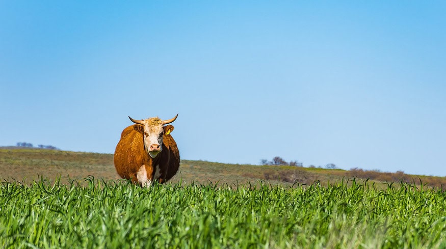 CF Industries and Poet to test low-carbon ammonia for greener corn production