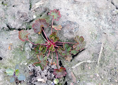 MOA and Nufarm collaborate on innovative herbicide solution