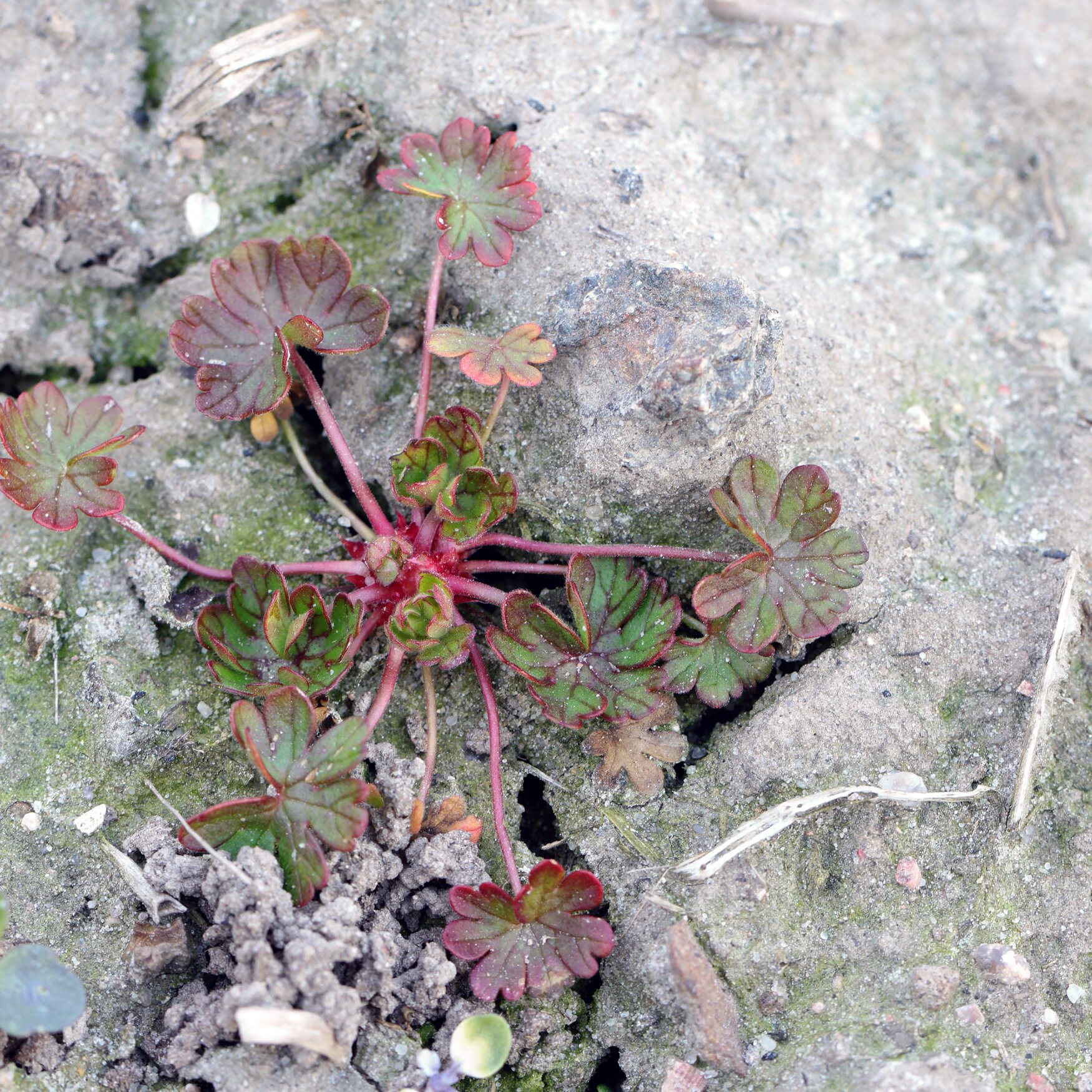 MOA and Nufarm collaborate on innovative herbicide solution