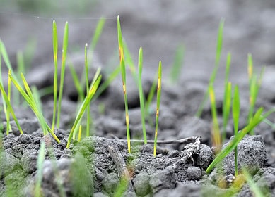 ICL and Lavie Bio leverage AI to achieve breakthrough in crop resilience