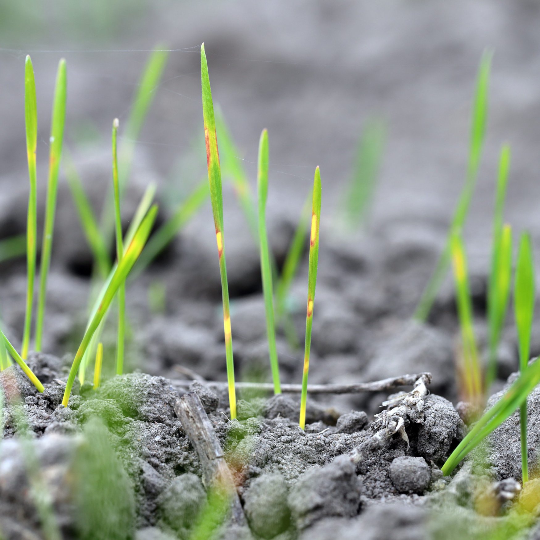 ICL and Lavie Bio leverage AI to achieve breakthrough in crop resilience