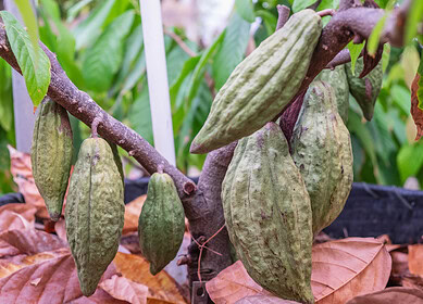 Ghana imposes limitations on cocoa purchases amid persisting shortages
