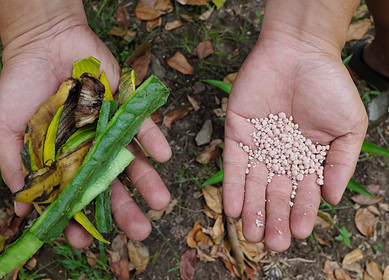 Philippines DA considers partnership with Vietnamese fertilizer giant