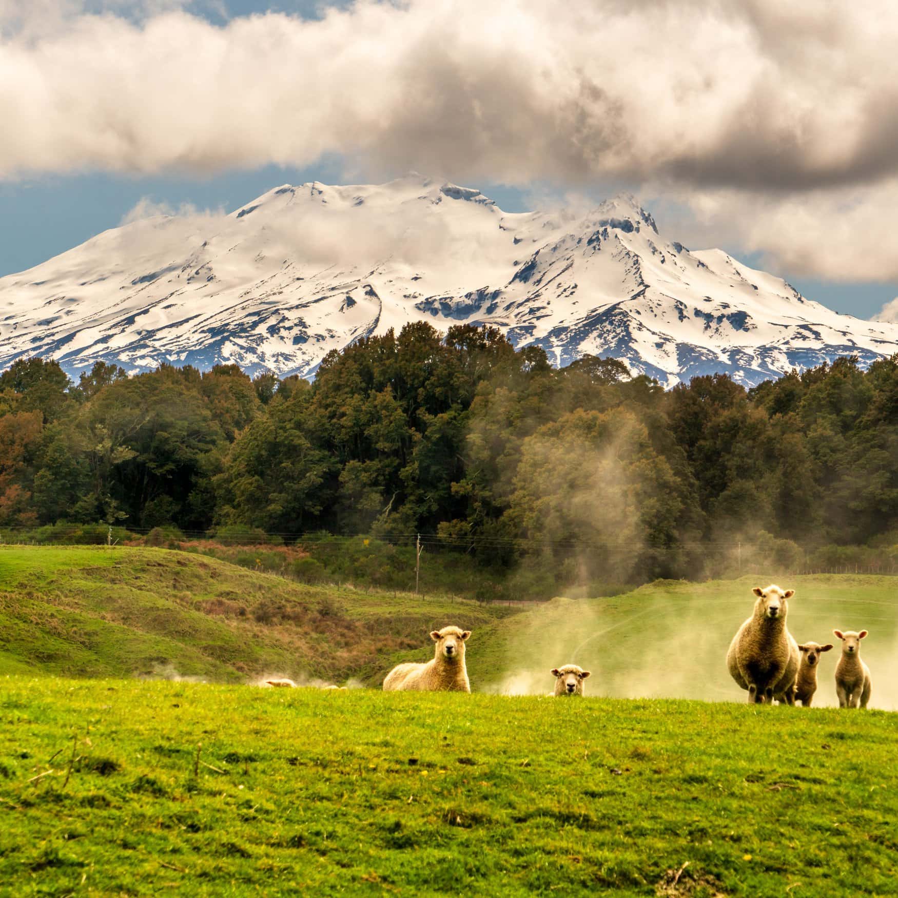 New Zealand’s nitrogen focused water quality monitoring undermined by incomplete reporting